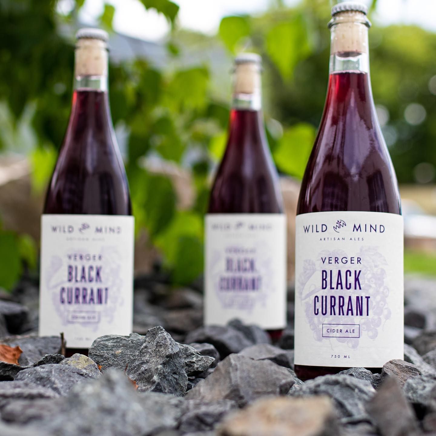 alt="Wild Mind Black Currant"